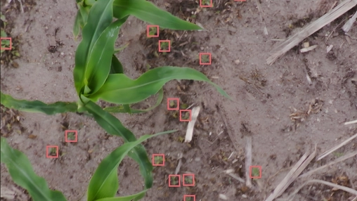 Aerial view of a young maize plant in bare soil with red AI detection boxes marking objects across the field